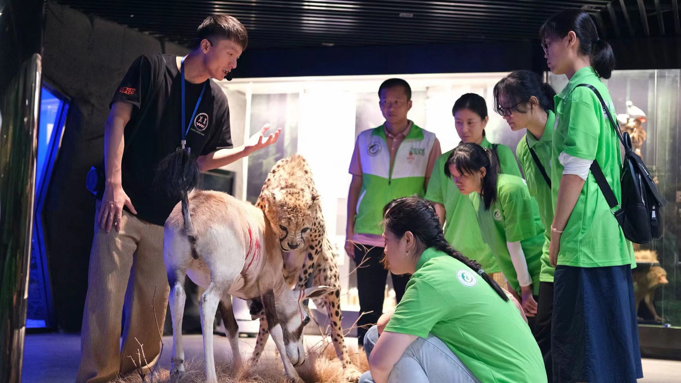 图为福州山海恒达标本观光工厂为实践队队员介绍猎豹捕食角羚标本 黄安琪 摄.jpg